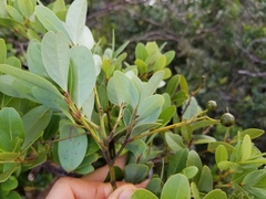 Cryptocarya leptospermoides