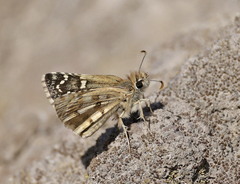Chirgus limbata
