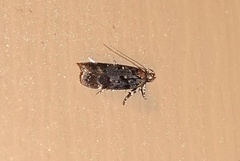 Chionodes formosella