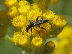 Oedemera basalis