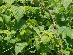 Bembix americana spinolae