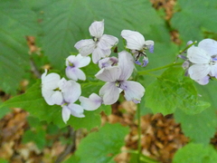 Lunaria rediviva