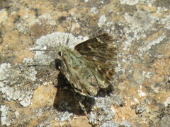 Muschampia baeticus