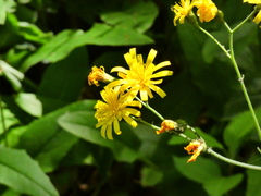 Hieracium murorum