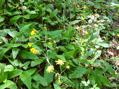 Hieracium murorum