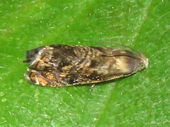 Grapholita prunivora