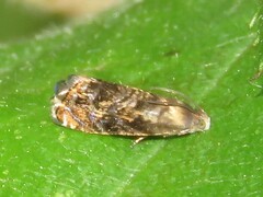 Grapholita prunivora