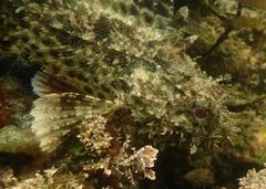 Scorpaena guttata