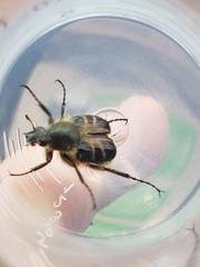 Trichiotinus assimilis