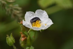 Oxythyrea funesta