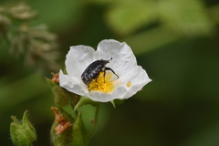 Oxythyrea funesta