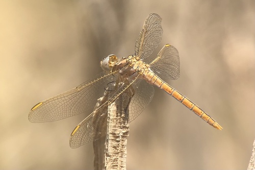 Yellow-Veined Skimmer