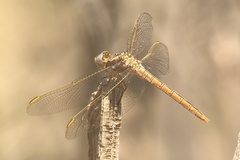 Orthetrum nitidinerve