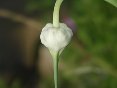 Allium sativum