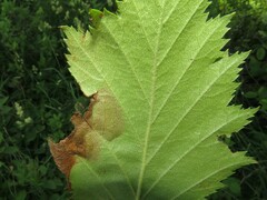Profenusa canadensis