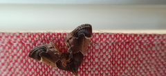 Pyralis farinalis
