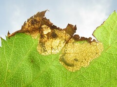 Profenusa canadensis