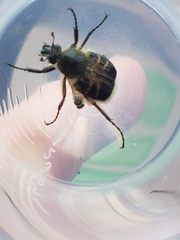 Trichiotinus assimilis