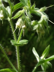 Lithospermum parviflorum