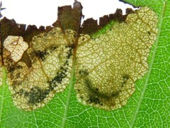 Profenusa canadensis