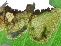 Profenusa canadensis