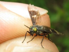 Chrysops ater