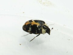 Anthrenus scrophulariae