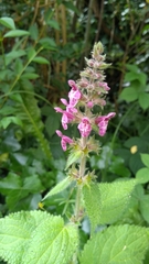 Stachys sylvatica