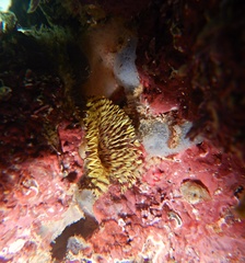 Notaulax occidentalis