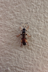 Ichneumon sarcitorius