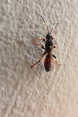 Ichneumon sarcitorius