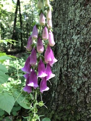 Digitalis purpurea