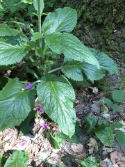 Digitalis purpurea