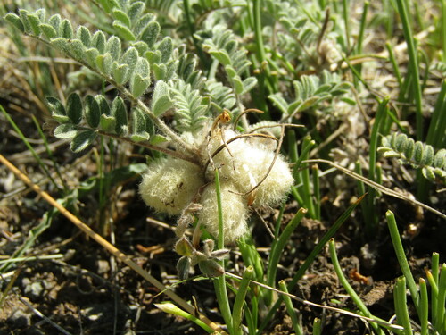 Astragalus testiculatus