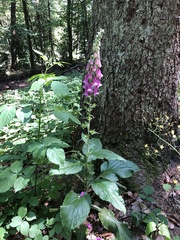 Digitalis purpurea
