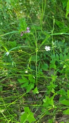 Stellaria graminea