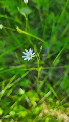 Stellaria graminea