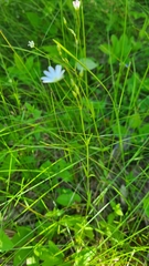 Stellaria graminea
