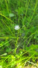Stellaria graminea