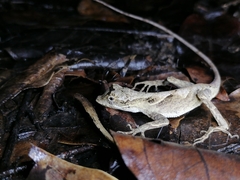 Anolis planiceps