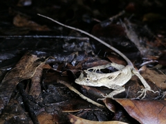 Anolis planiceps