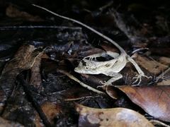 Anolis planiceps