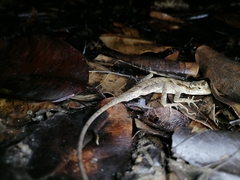 Anolis planiceps