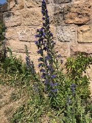 Echium vulgare
