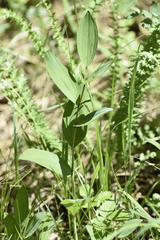 Polygonatum humile