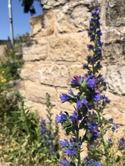 Echium vulgare