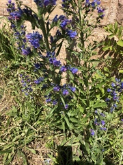 Echium vulgare