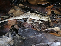 Anolis planiceps