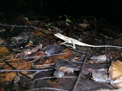 Anolis planiceps