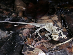 Anolis planiceps